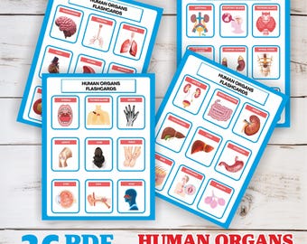 Human Organs Flash Cards: Anatomy Learning Resource (Digital Download)