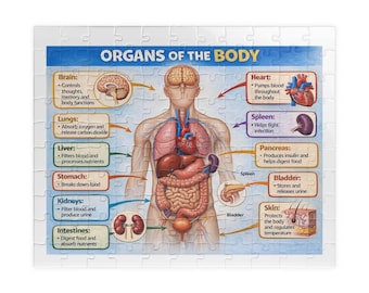 Human Body Organs Diagram Puzzle 252 Piece | Educational Anatomy Jigsaw