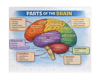 Parts of the Brain educational anatomy puzzle | jigsaw puzzle