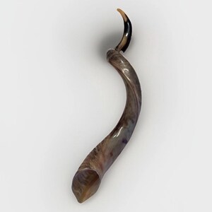 Shofar Kudu yemení XXXL 45”-50” (119-130 cm) Nuevo Kosher Semipulido Envío gratis a EE. UU. imagen 2