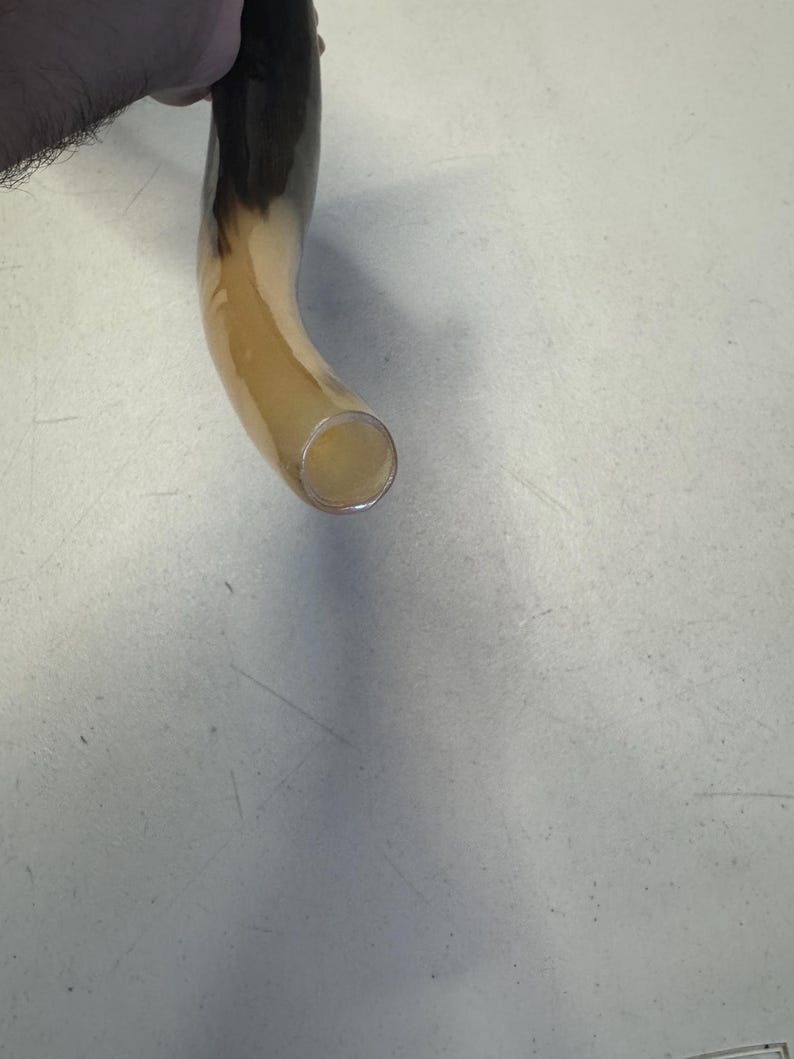 Shofar Kudu yemení XXXL 45”-50” (119-130 cm) Nuevo Kosher Semipulido Envío gratis a EE. UU. imagen 10