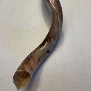 Shofar Kudu yemení XXXL 45”-50” (119-130 cm) Nuevo Kosher Semipulido Envío gratis a EE. UU. imagen 15