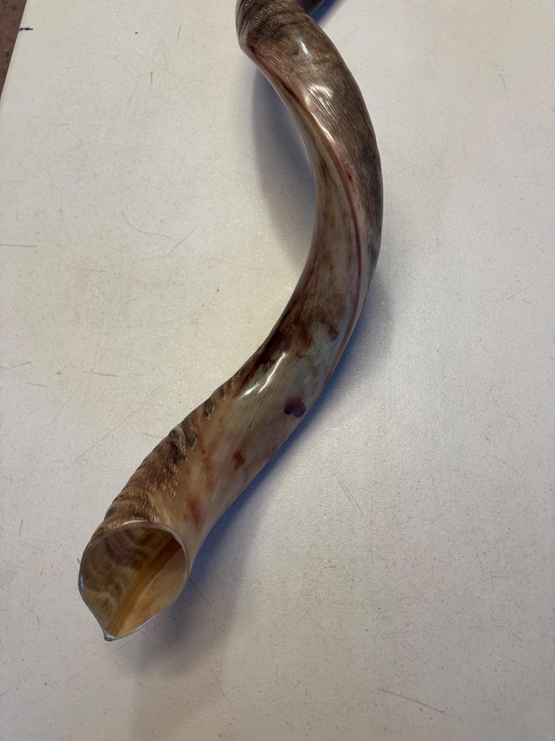Shofar Kudu yemení XXXL 45”-50” (119-130 cm) Nuevo Kosher Semipulido Envío gratis a EE. UU. imagen 15
