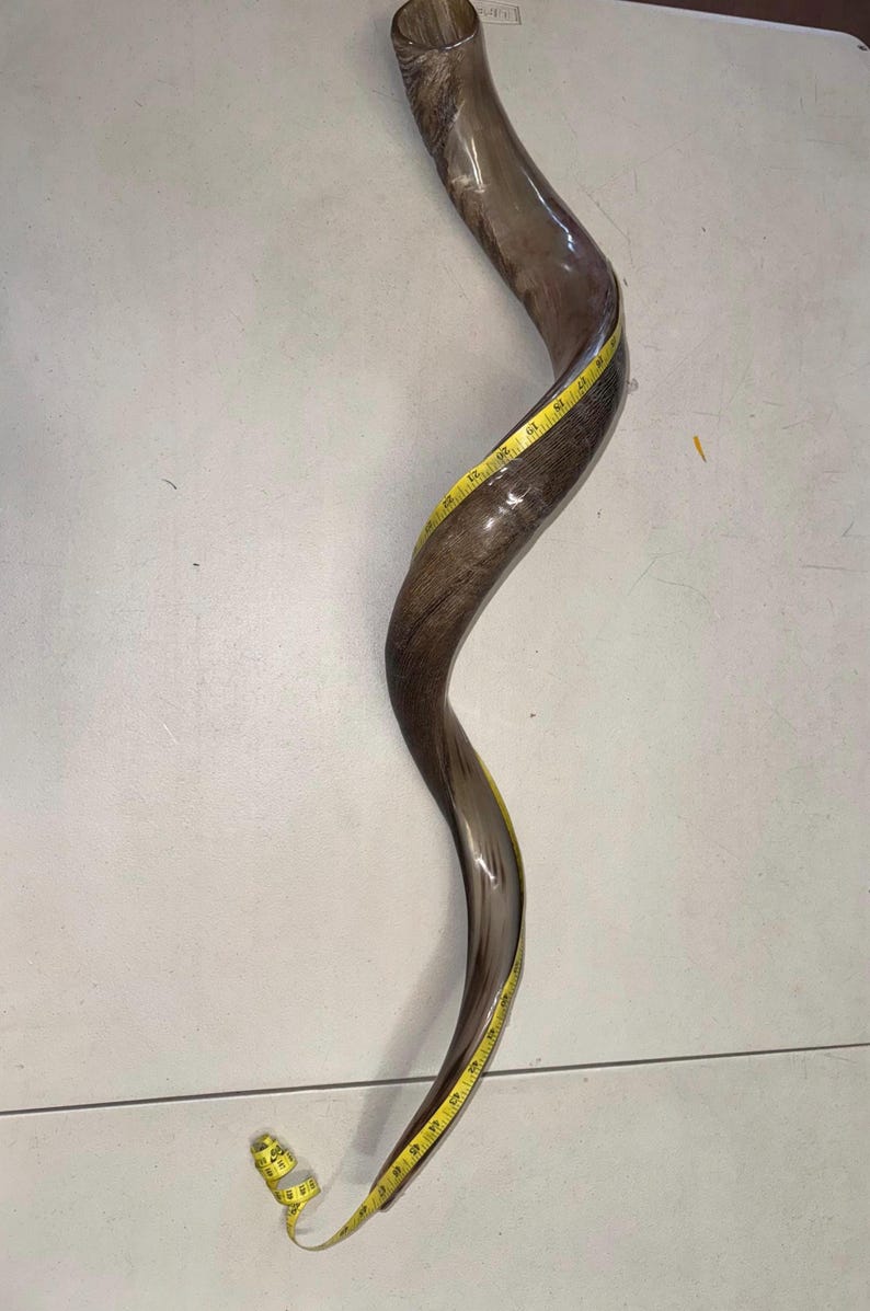 Shofar Kudu yemení XXXL 45”-50” (119-130 cm) Nuevo Kosher Semipulido Envío gratis a EE. UU. imagen 6