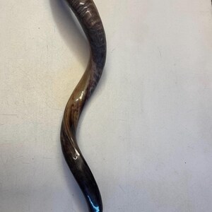 Shofar Kudu yemení XXXL 45”-50” (119-130 cm) Nuevo Kosher Semipulido Envío gratis a EE. UU. imagen 16