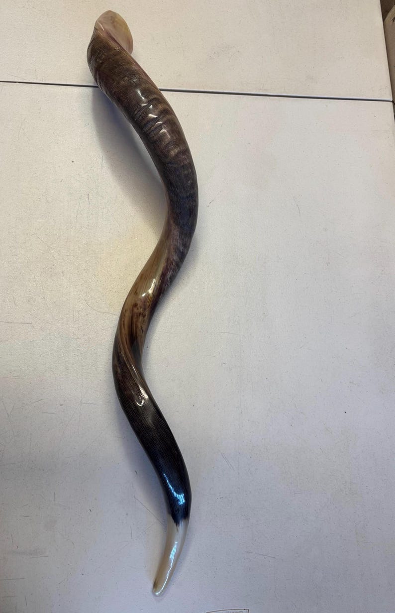 Shofar Kudu yemení XXXL 45”-50” (119-130 cm) Nuevo Kosher Semipulido Envío gratis a EE. UU. imagen 16