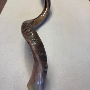 Shofar Kudu yemení XXXL 45”-50” (119-130 cm) Nuevo Kosher Semipulido Envío gratis a EE. UU. imagen 13