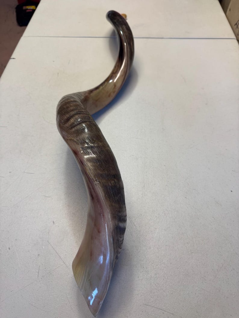 Shofar Kudu yemení XXXL 45”-50” (119-130 cm) Nuevo Kosher Semipulido Envío gratis a EE. UU. imagen 13