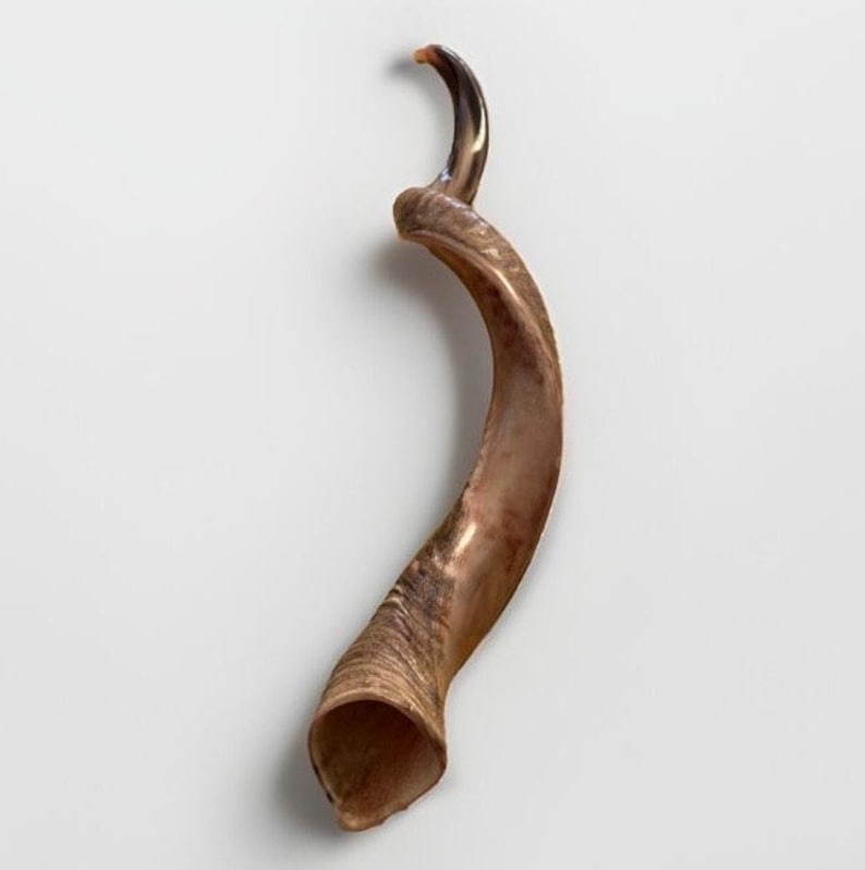 Puede incluir: Un shofar de cuerno de carnero marr&oacute;n, un instrumento ceremonial jud&iacute;o tradicional utilizado para fines religiosos.