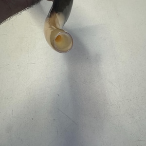 Shofar Kudu yemení XXXL 45”-50” (119-130 cm) Nuevo Kosher Semipulido Envío gratis a EE. UU. imagen 9