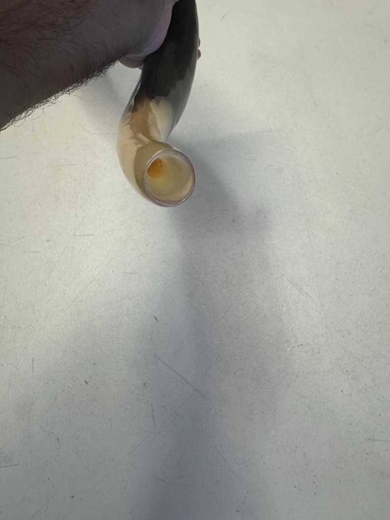 Shofar Kudu yemení XXXL 45”-50” (119-130 cm) Nuevo Kosher Semipulido Envío gratis a EE. UU. imagen 9