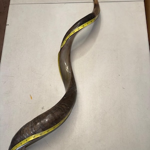 Shofar Kudu yemení XXXL 45”-50” (119-130 cm) Nuevo Kosher Semipulido Envío gratis a EE. UU. imagen 7