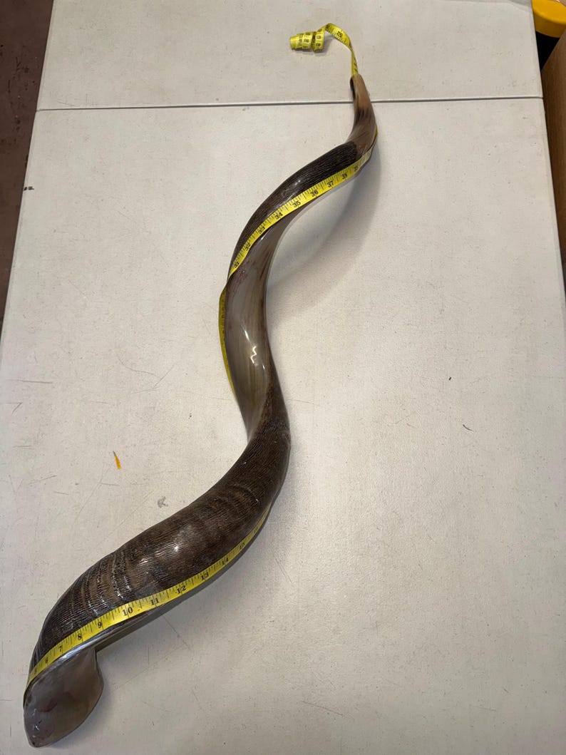 Shofar Kudu yemení XXXL 45”-50” (119-130 cm) Nuevo Kosher Semipulido Envío gratis a EE. UU. imagen 7