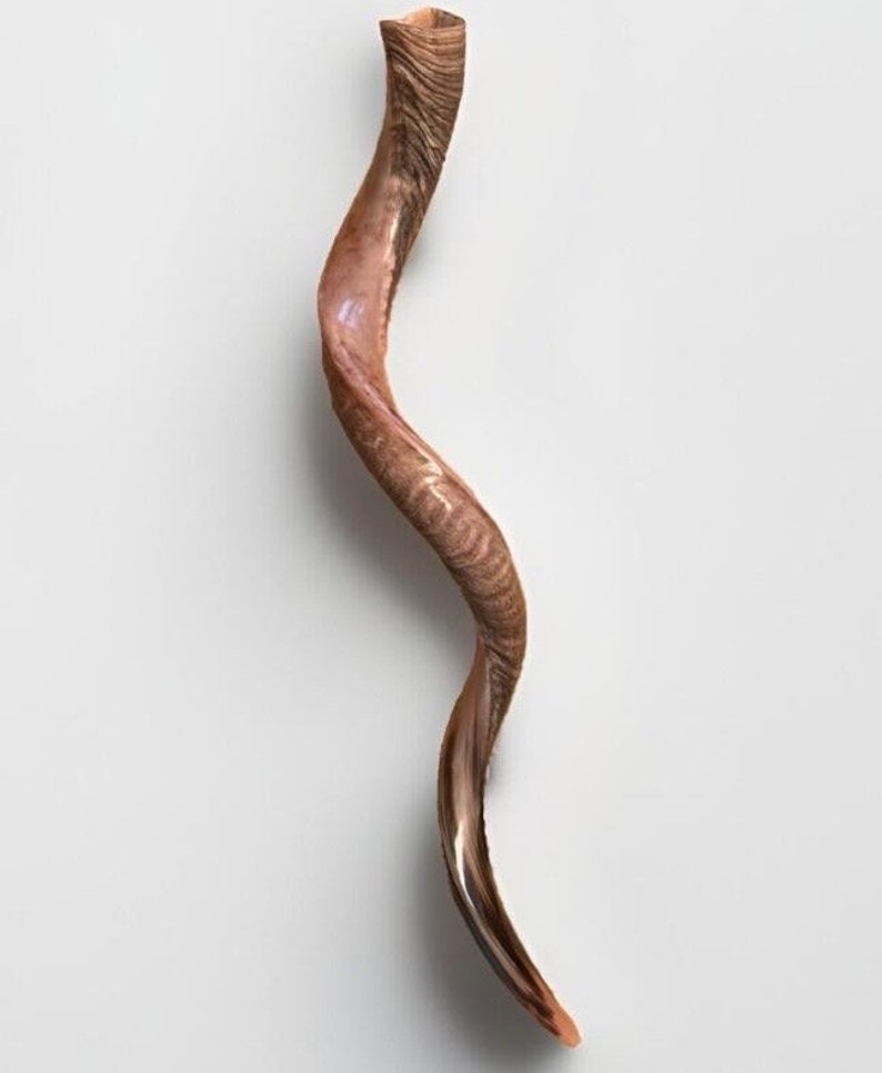 Puede incluir: Un shofar marr&oacute;n, un cuerno ceremonial jud&iacute;o tradicional, hecho de cuerno de carnero. El shofar es curvo y tiene una superficie natural texturizada.