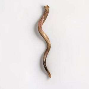 Yemenite Shofar Kudu Horn Jumbo Size XXXL 50”-55” New Kosher Half Polished Free Shipping USA