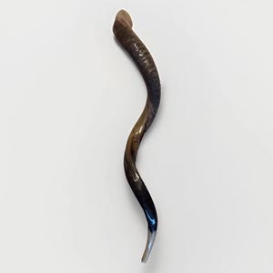 Shofar Kudu yemení XXXL 45”-50” (119-130 cm) Nuevo Kosher Semipulido Envío gratis a EE. UU. imagen 1