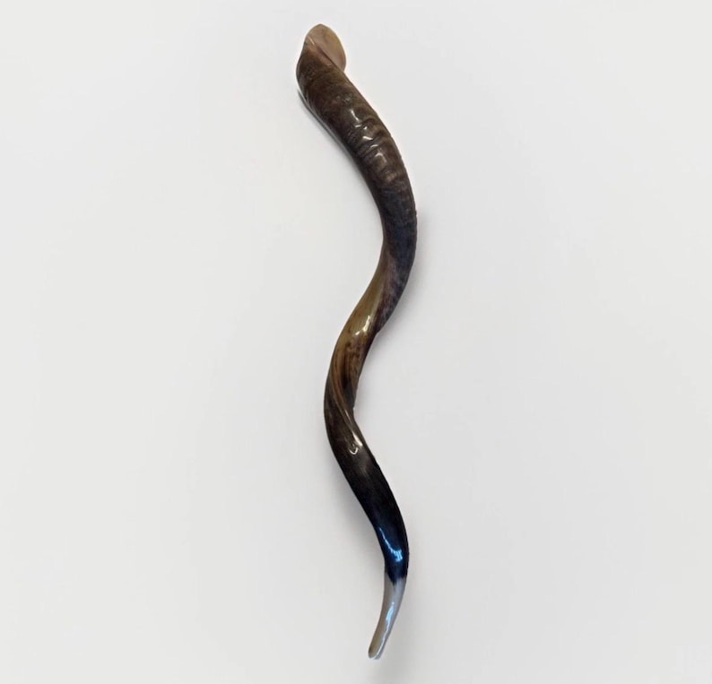 Shofar Kudu yemení XXXL 45”-50” (119-130 cm) Nuevo Kosher Semipulido Envío gratis a EE. UU. imagen 1