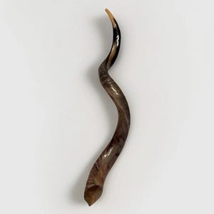 Shofar Kudu yemení XXXL 45”-50” (119-130 cm) Nuevo Kosher Semipulido Envío gratis a EE. UU. imagen 3