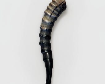 Cuerno Shofar Blesbok de 7”-15”, auténtico, nuevo, kosher, pulido a la mitad, envío gratis.