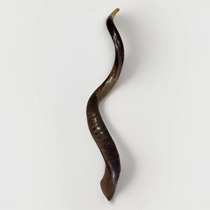 Shofar Kudu yemení XXXL 45”-50” (119-130 cm) Nuevo Kosher Semipulido Envío gratis a EE. UU. imagen 8