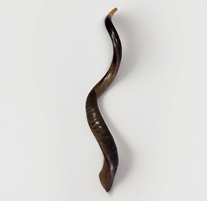 Shofar Kudu yemení XXXL 45”-50” (119-130 cm) Nuevo Kosher Semipulido Envío gratis a EE. UU. imagen 8