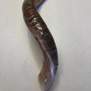 Shofar Kudu yemení XXXL 45”-50” (119-130 cm) Nuevo Kosher Semipulido Envío gratis a EE. UU. imagen 14