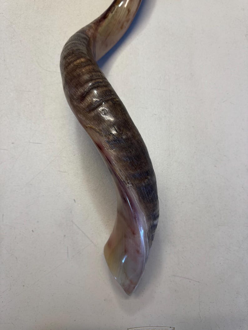 Shofar Kudu yemení XXXL 45”-50” (119-130 cm) Nuevo Kosher Semipulido Envío gratis a EE. UU. imagen 14