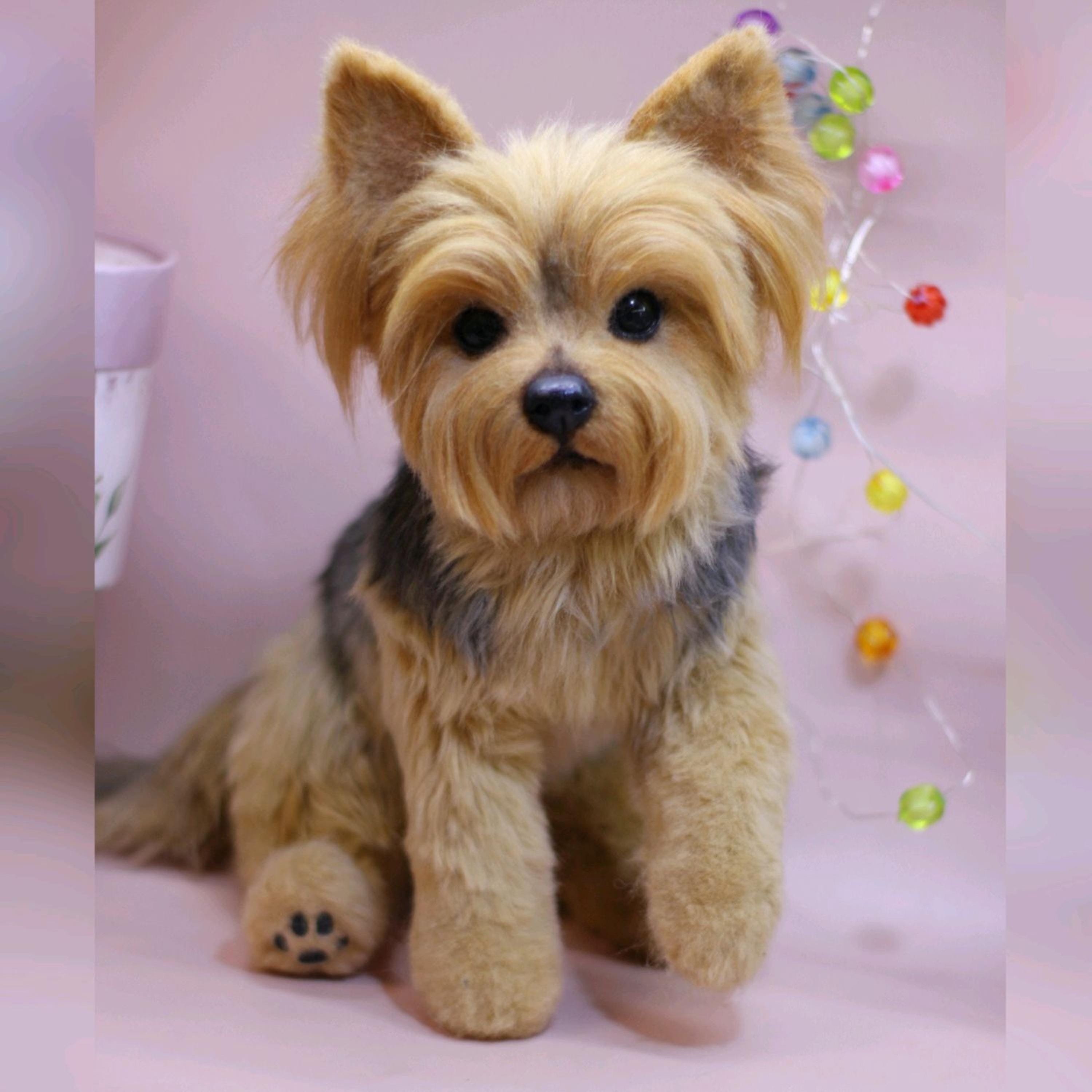 Korean Teddy Bear Face Yorkie Mushi Pet Australia