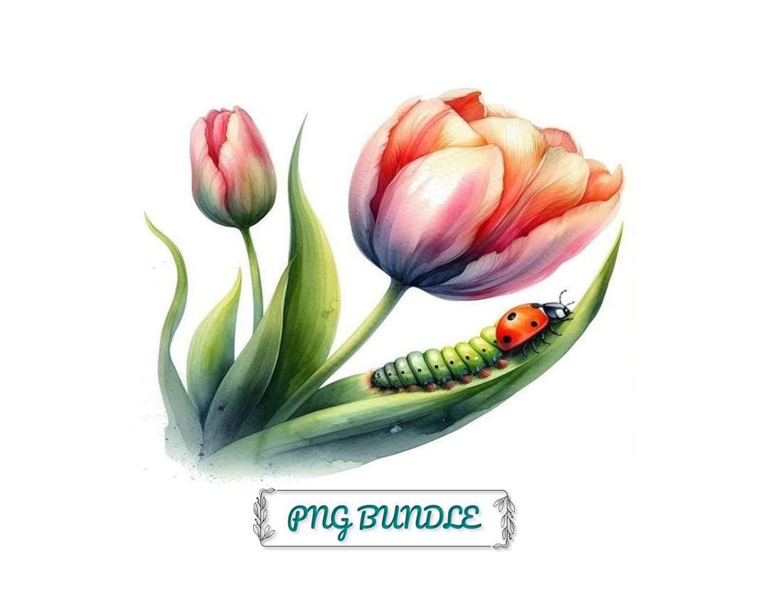 Tulip Watercolor Clipart – Spring Flower PNG Digital Images, Commercial ...