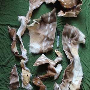 May include: Multiple irregular pieces of brown and white spotted deer hide with fur texture, arranged on a surface. A black permanent marker is placed in the center for scale, measuring approximately 5.5 inches in length for size reference.