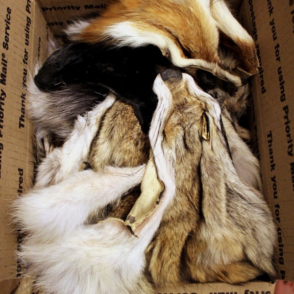 Small priority box full of fox and coyote fur faces for small craft, fly tying and display DESTASH