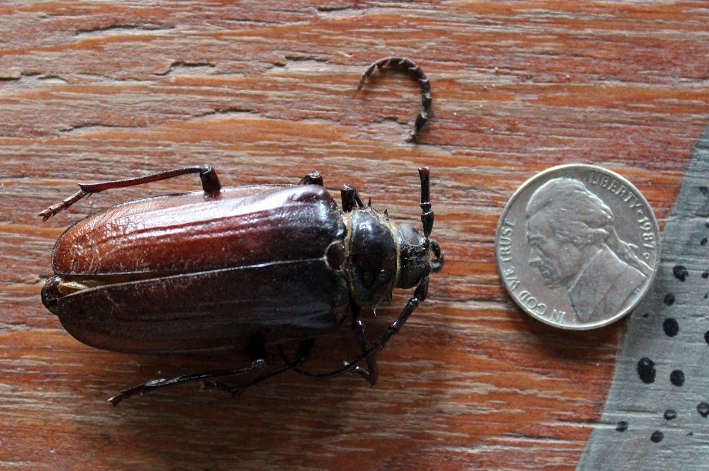 Real California Root Borer Beetle Prionus Californicus Etsy