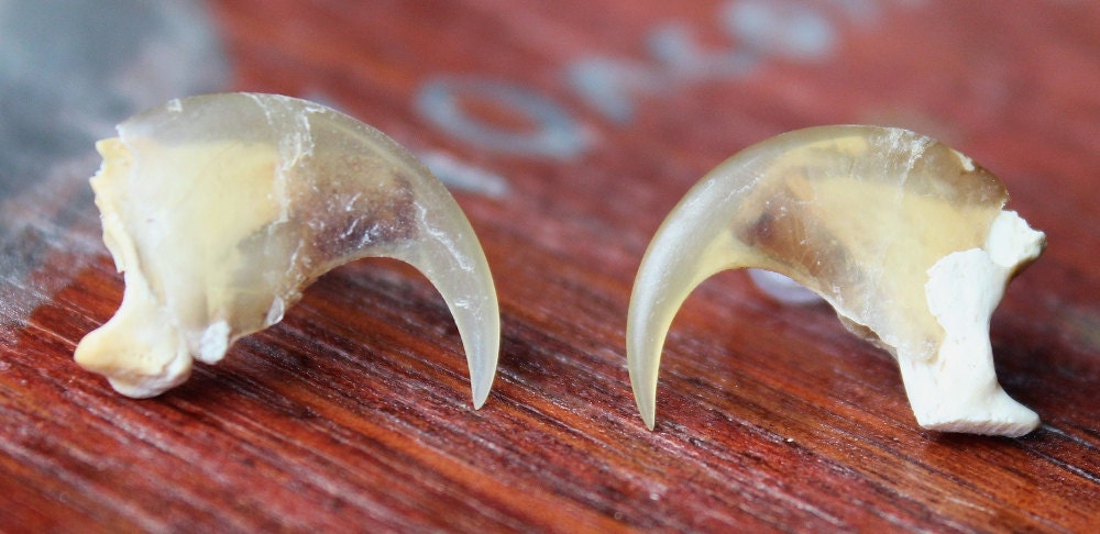 Real bobcat claw post earrings with surgical steel posts and silicon caps