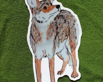 May include: A watercolor illustration of a coyote with brown, gray, and white fur. The coyote is standing on all four legs and looking to the right. The illustration is on a white background.