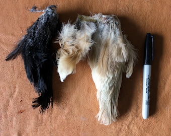 Lot of two free range chicken hen tails with feathers for crafts, fly tying, display, more DESTASH