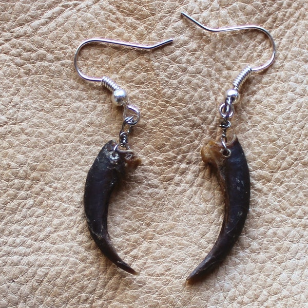 Real American porcupine claw earrings on fish hook ear wires