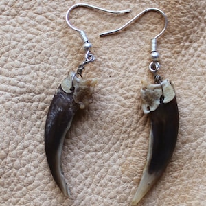 May include: A pair of earrings made from animal claws. The claws are dark brown and have a light brown base. The earrings are attached to silver hooks.