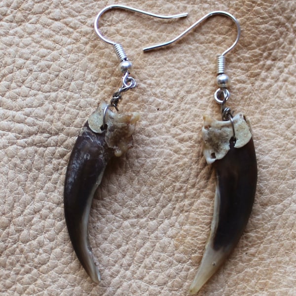 Real badger front claw earrings with fish hook ear wires