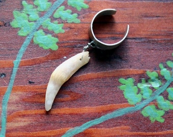 Real single American opossum tooth on silver-plated brass ear cuff