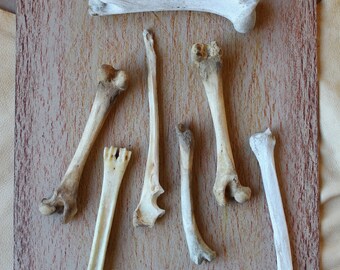 Seven of Wands - Tarot of Bones original assemblage - real bones OOAK