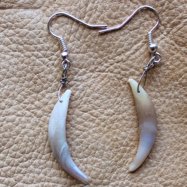 Real red fox canine tooth fang earrings on fish hook ear wires