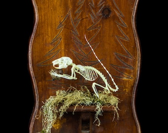 The Happy Squirrel - Tarot of Bones original assemblage - articulated squirrel skeleton OOAK