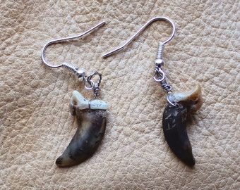 Real coyote claw earrings on fish hook ear wires