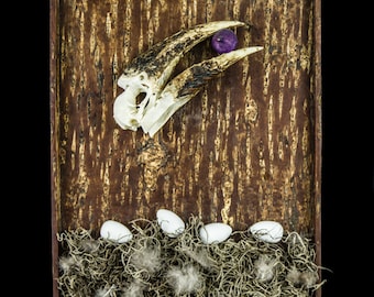 The Hermit - Tarot of Bones original assemblage - black-casqued hornbill skull, wooden eggs and other natural and found materials OOAK