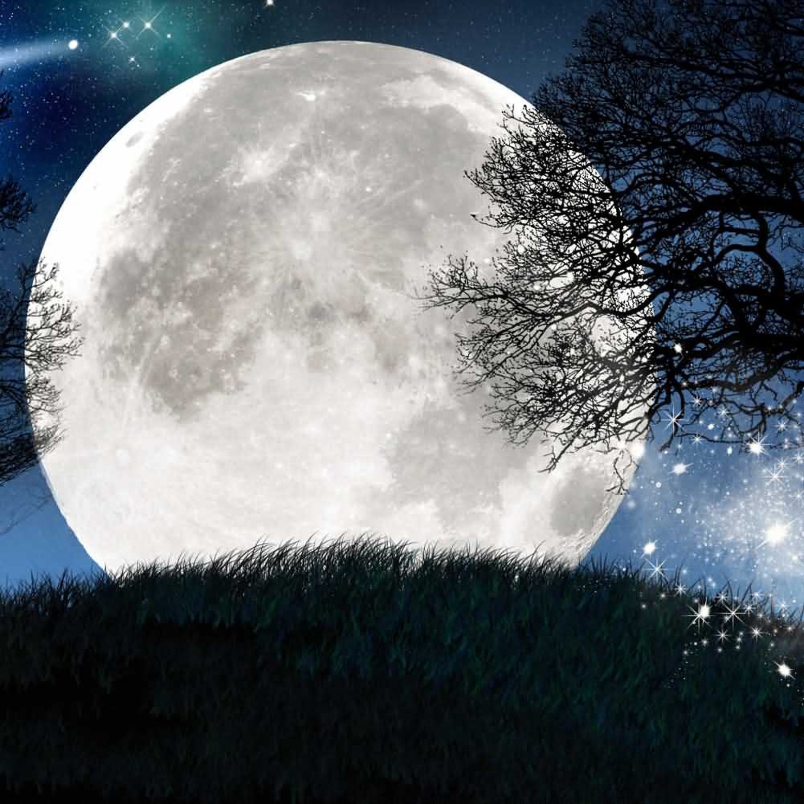 Слушать песни лунная ночь. Красивая Луна. Лунные деревья. Луна в лесу. Ночь Луна.