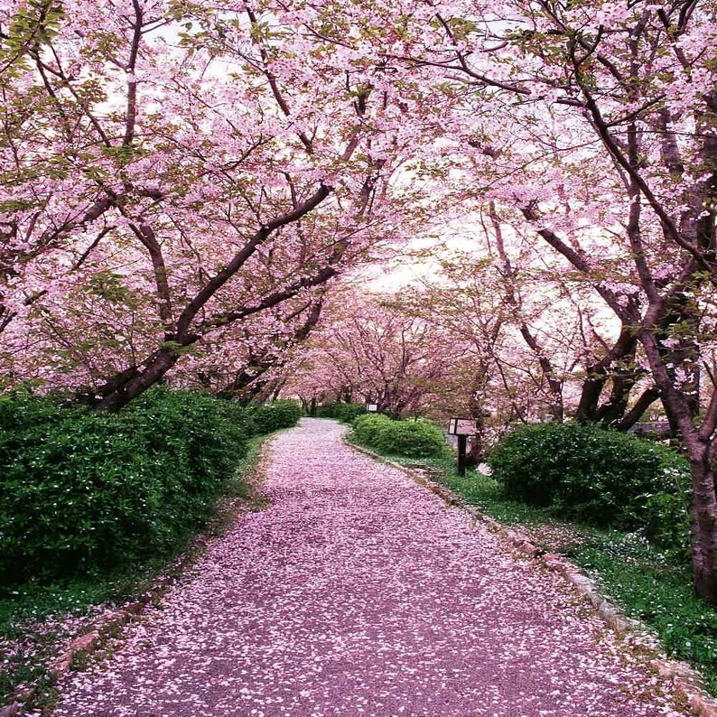 Sakura Tree Road 10ft x 10ft Backdrop Computer Printed | Etsy