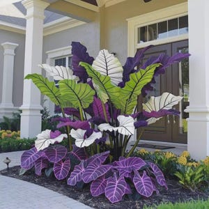 May include: A vibrant garden display featuring large, colorful plants. The foliage showcases a mix of green, white, and deep purple leaves with prominent veining. The plants are arranged in a decorative outdoor setting, adding a striking visual element to the home's entrance.