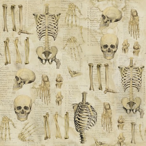 Anatomy Neutral CANVAS - Laboratory - Tim Holtz - Freespirit Fabrics - 100% Cotton
