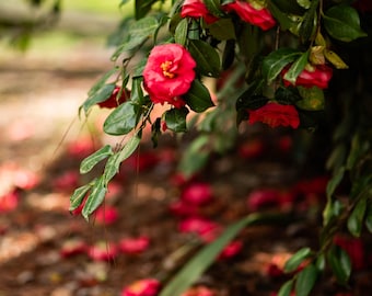 South Carolina Blooms Photograph - Color - Digital Download