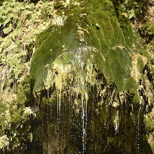 May include: A close-up of a mossy rock formation with water dripping from it. The moss is a vibrant green and the water is clear and sparkling.